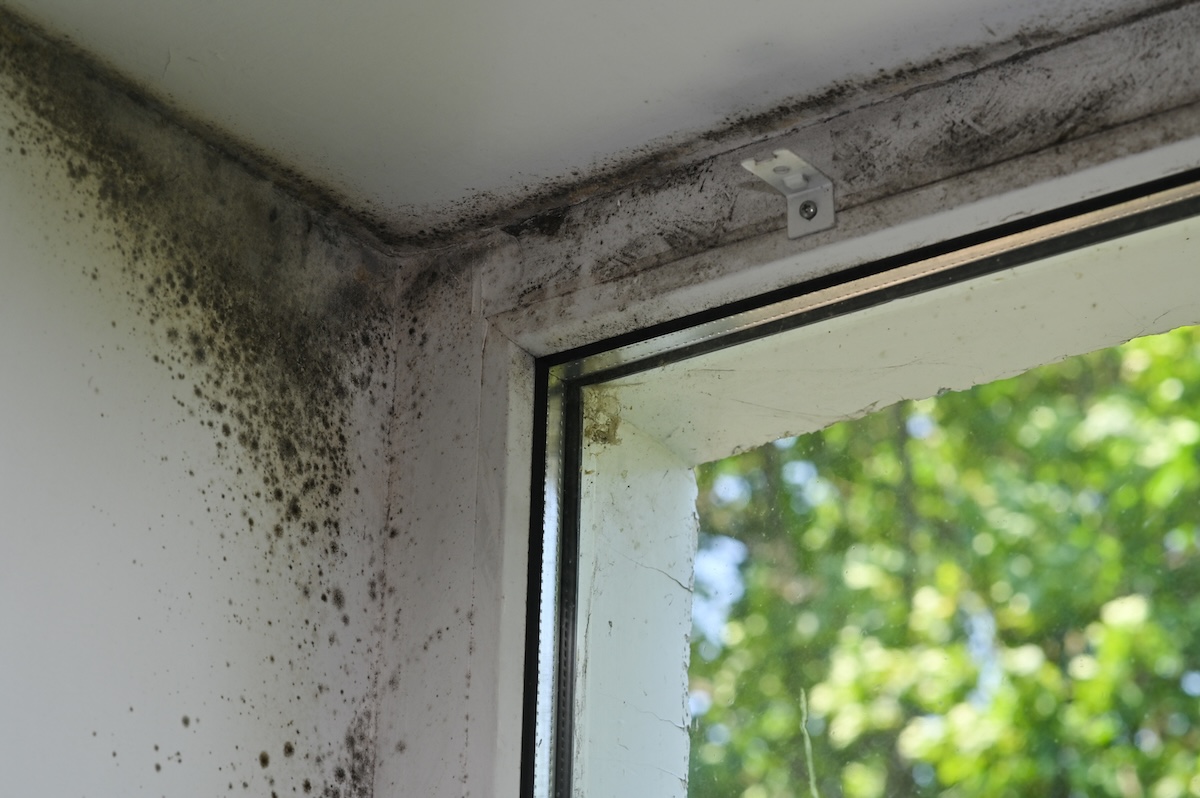 Mold & Humidity — Tropical Home Survival Guide